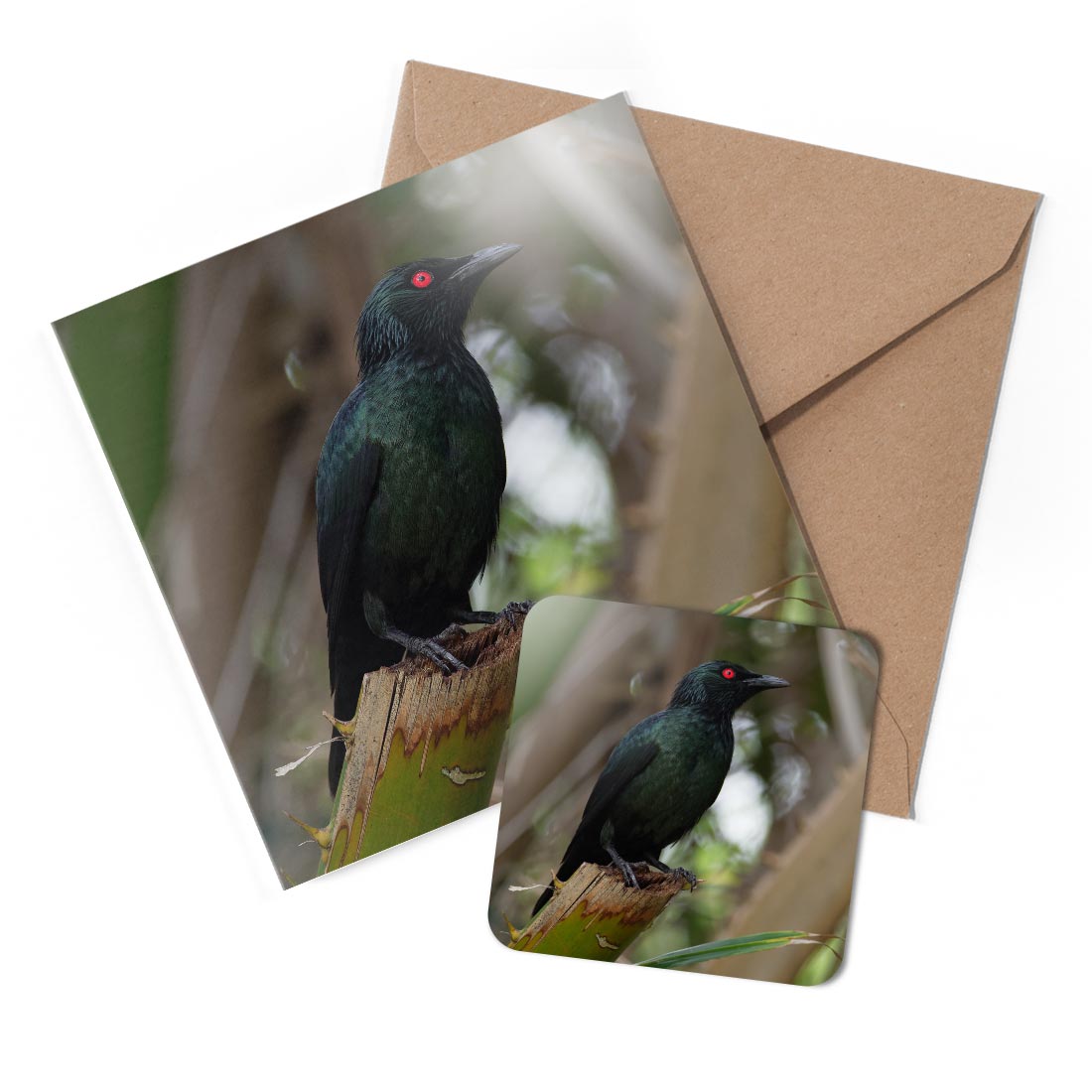 1 x Greeting Card & Coaster Set - Asian Glossy Starling Bird Sturnidae #50123