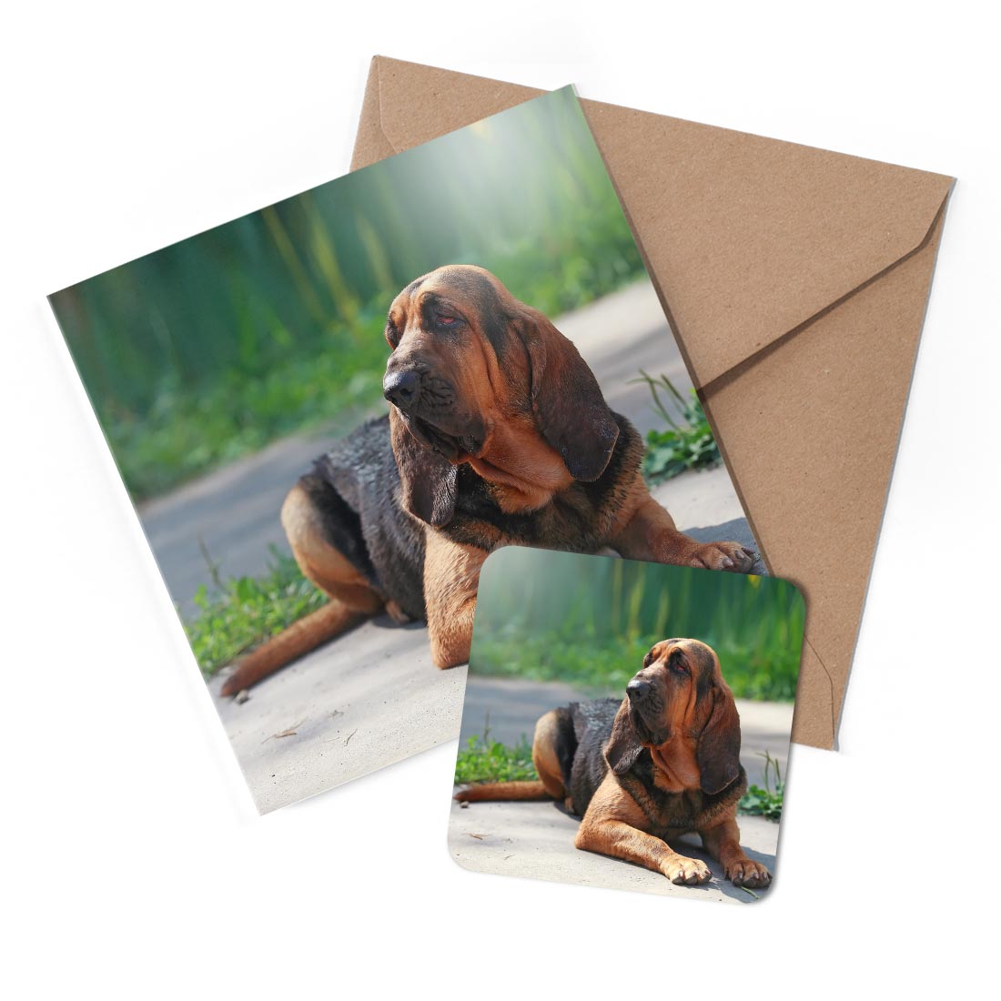 1 x Greeting Card & Coaster Set - Bloodhound Dog Puppy #50305