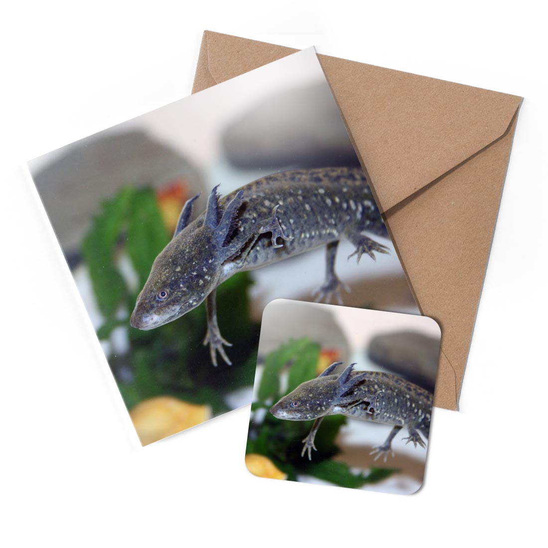 1 x Greeting Card & Coaster Set - Cool Axolotl Dragon Fish #50599