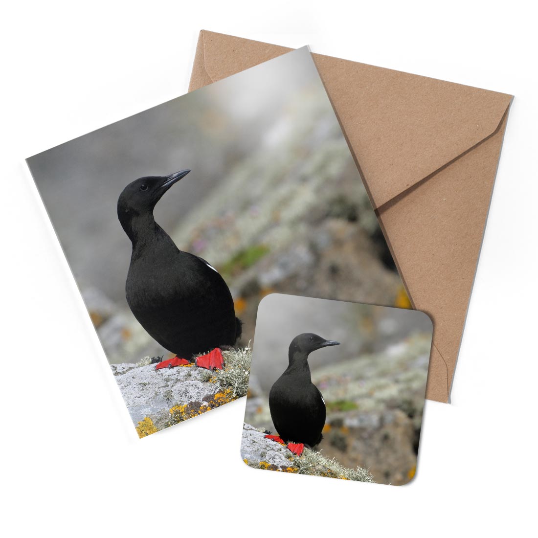 1 x Greeting Card & Coaster Set - Cute Black Guillemot Sea Bird Nature #50643