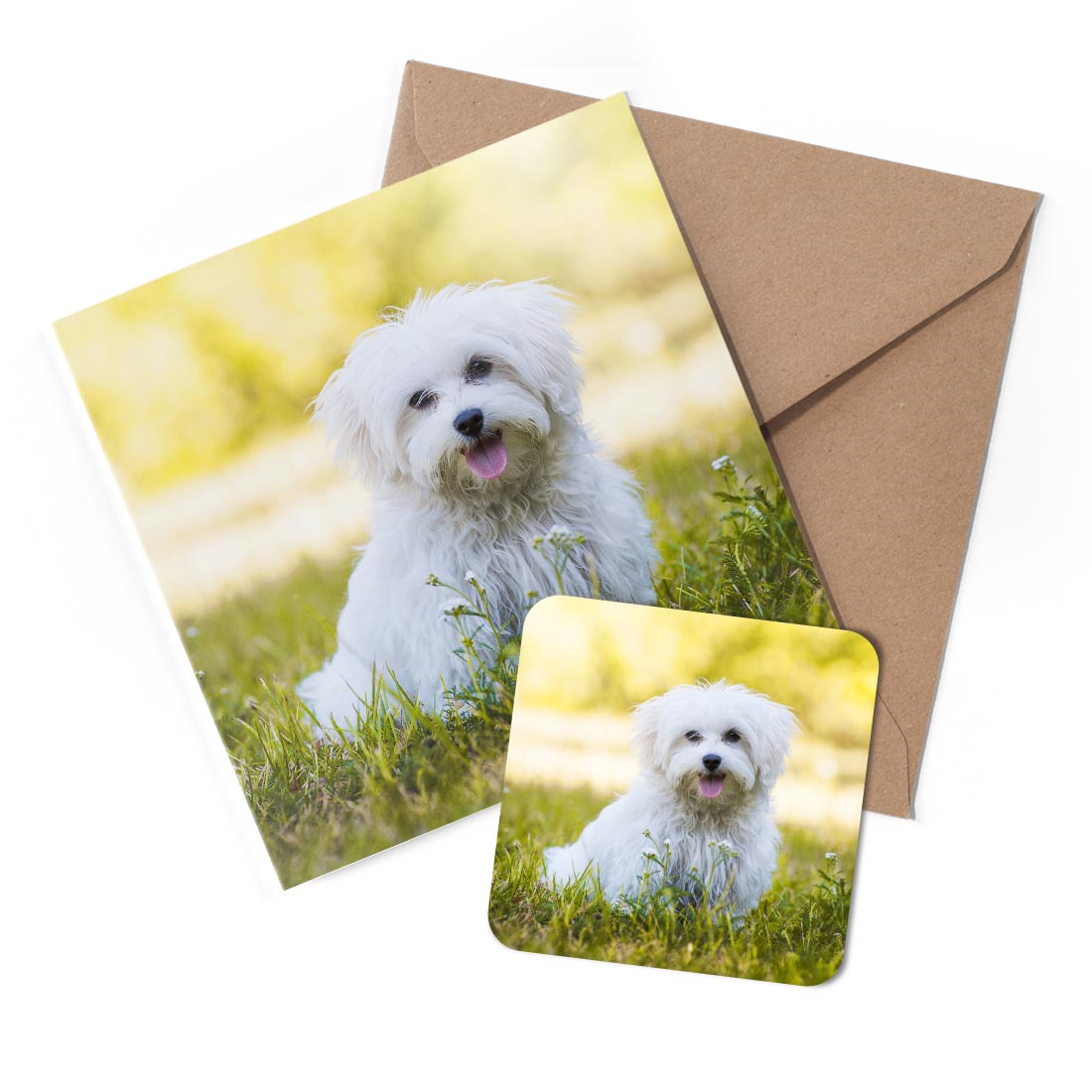 1 x Greeting Card & Coaster Set - Cute White Maltese Dog Puppy #50709