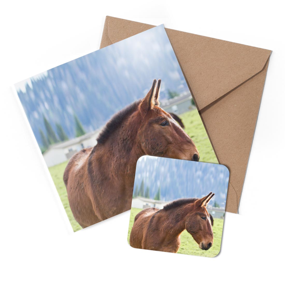 1 x Greeting Card & Coaster Set - Mule Donkey Horse Cute #51526