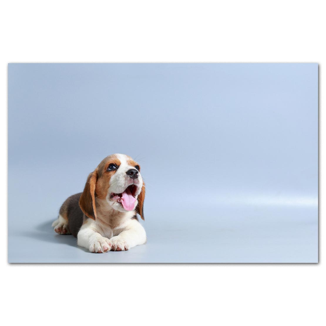 Young beagle hot sale