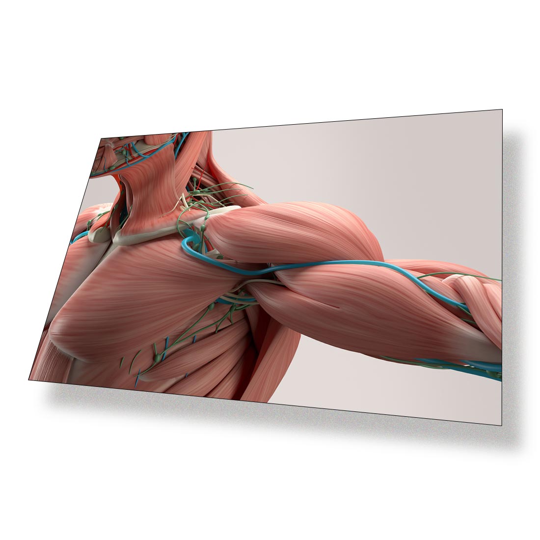 Art Print Poster Human Anatomy Shoulder Muscle Biology #52977 | eBay