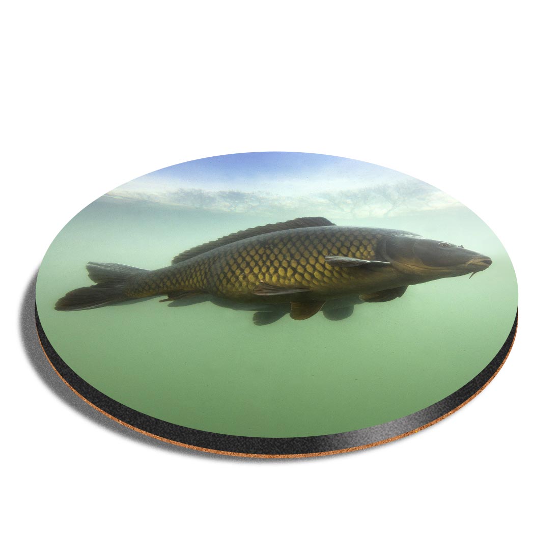 Round MDF Coaster Common Carp Fish River Fishing #50589 | eBay